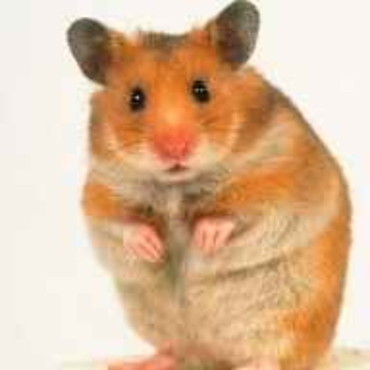 cover art for Guest Special: Jason Stampe.Top 5 Old School Celebrity Scandals.