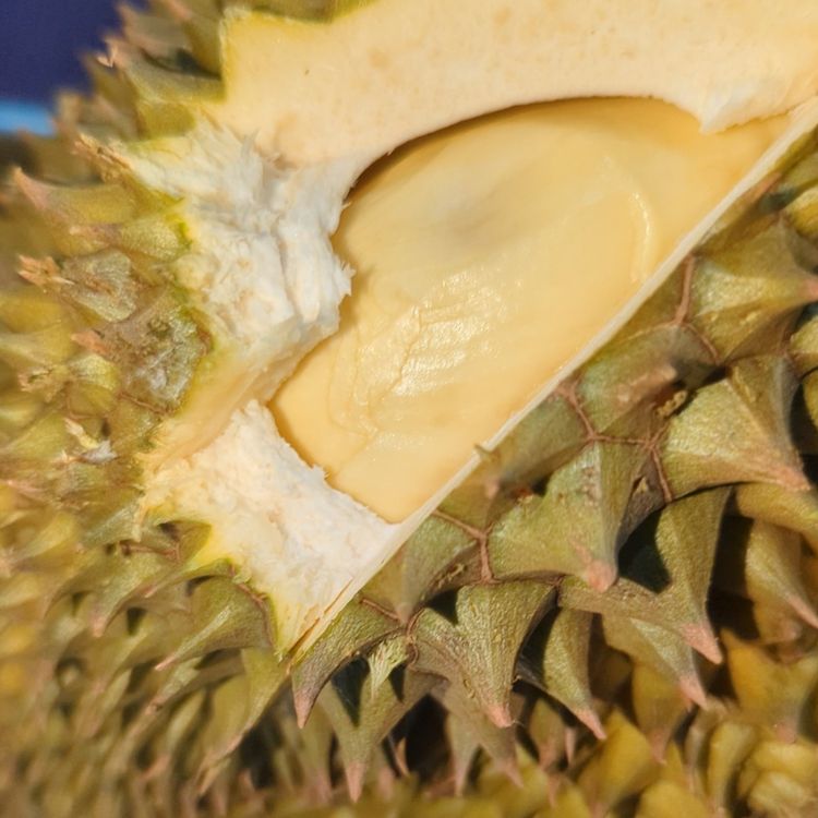 cover art for E: Quickie; Durians, Allowing your own pleasure and Overdoing the nice things