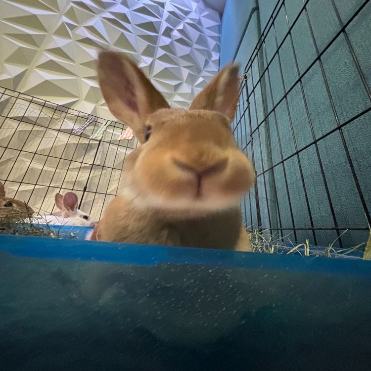 cover art for The Bert Show’s Bunny Cam Is LIVE! Here’s Why These Bunnies Are Very Special!