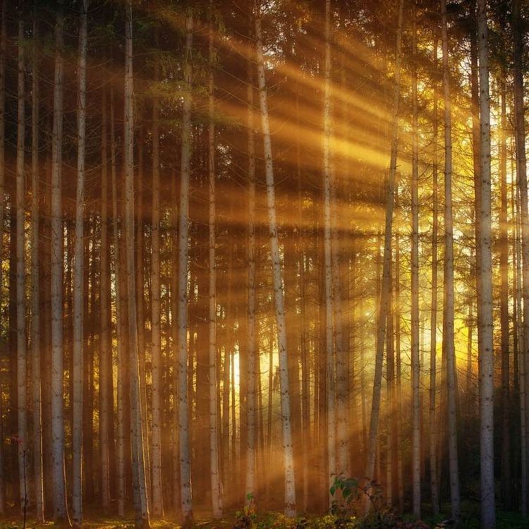 cover art for Das Herzlicht