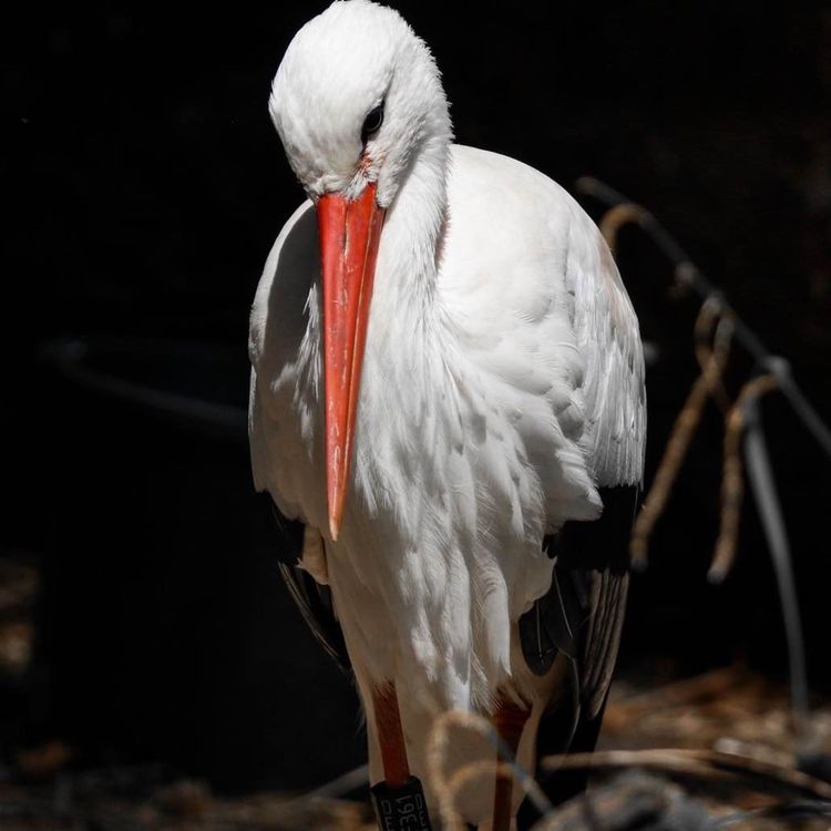cover art for Selbst - Frieden - Freiheit