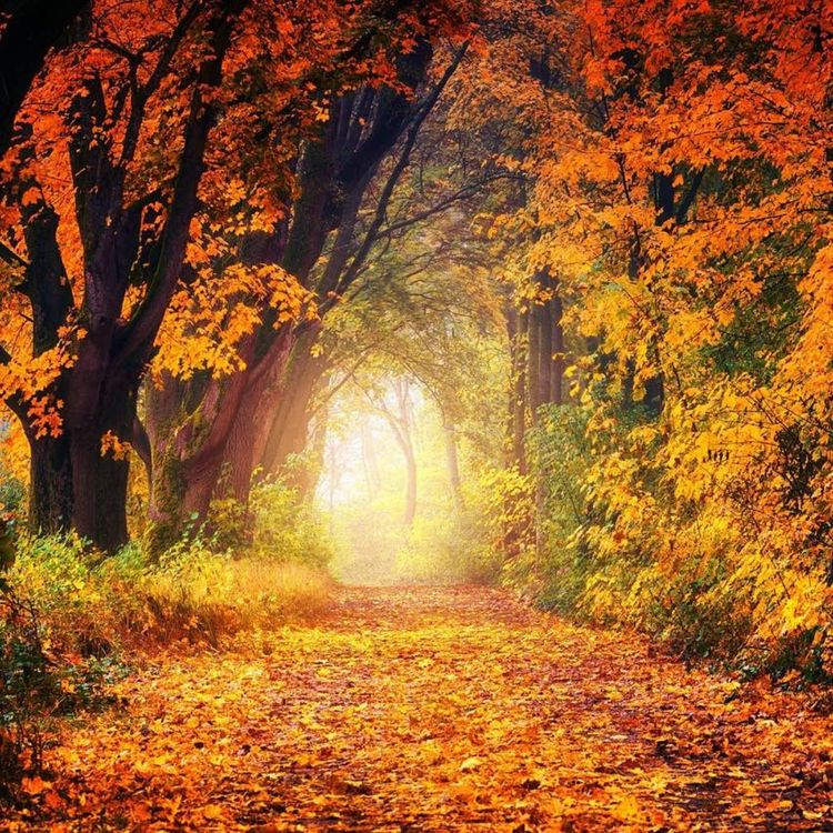 cover art for Vertrauen - Licht - Weg