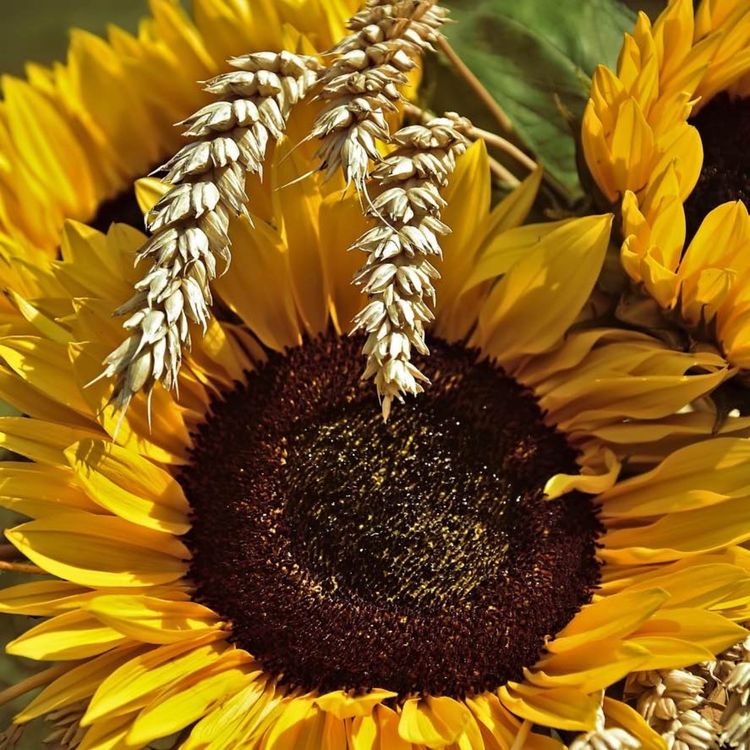 cover art for Überraschung - Kindheit - Dankbarkeit