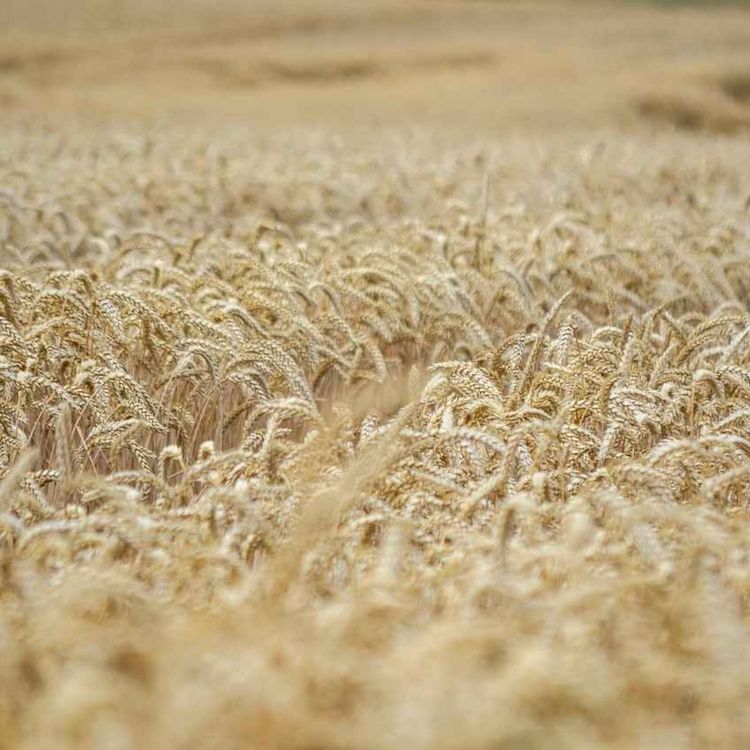 cover art for Harvest 2025