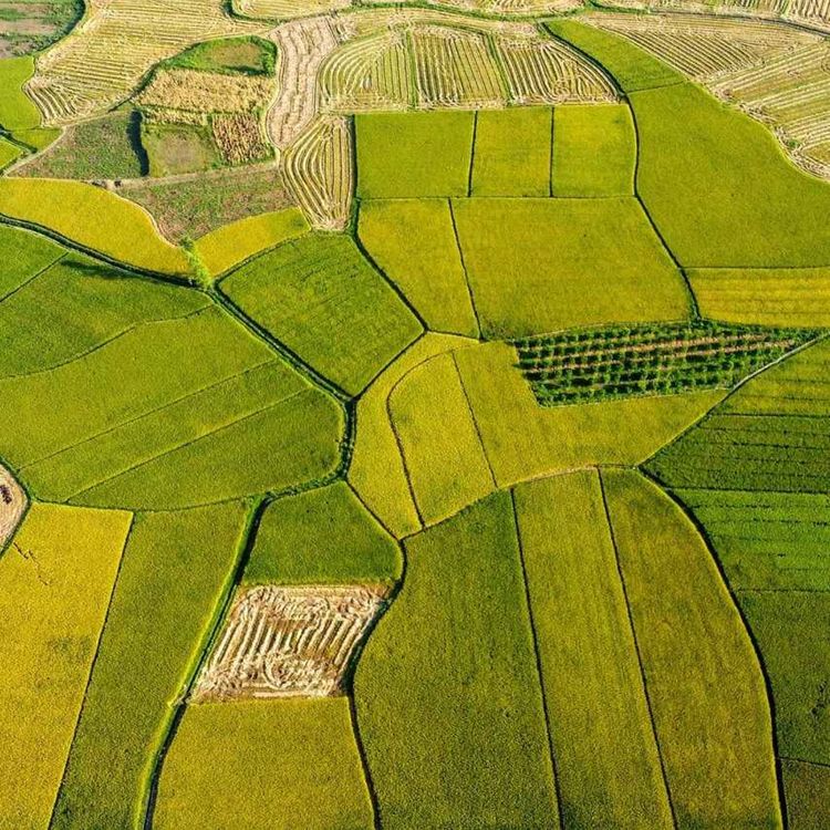 cover art for Oct 19 2025