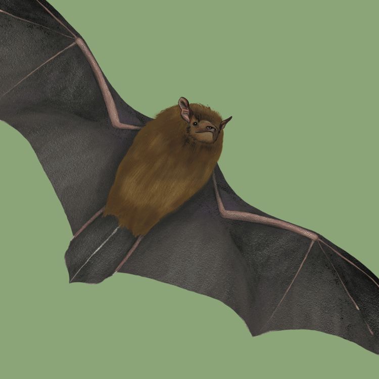 cover art for Common Pipistrelle Bat 