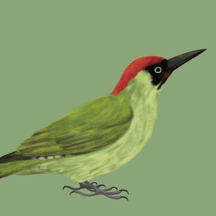 cover art for Woodpecker