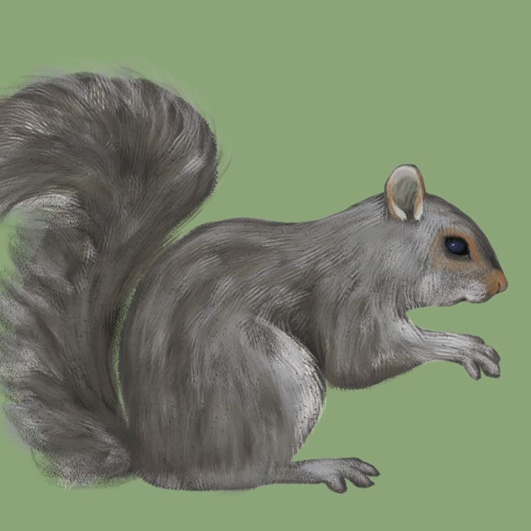 cover art for Squirrel