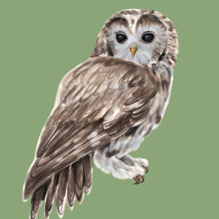 cover art for Tawny Owl
