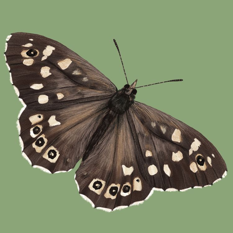 cover art for Speckled Wood Butterfly 