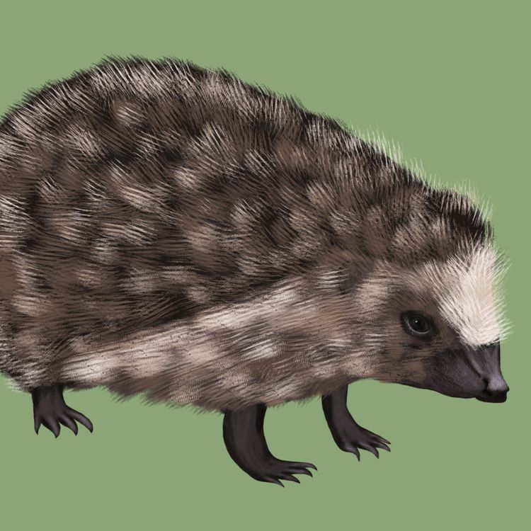 cover art for Hedgehog 