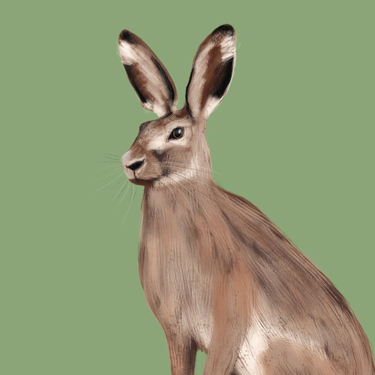 cover art for Hare