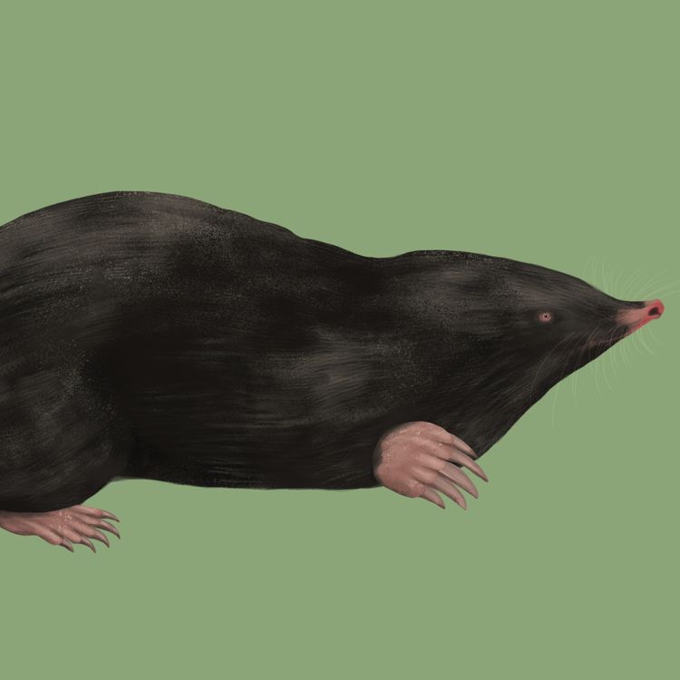 cover art for Mole