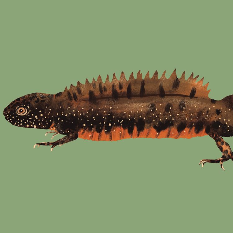 cover art for Great Crested Newt