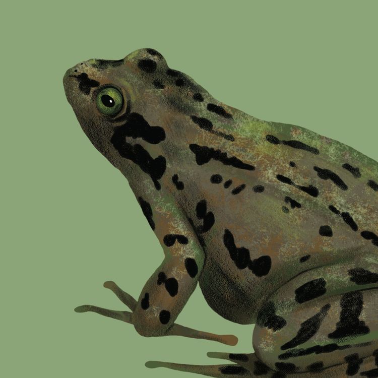 cover art for Common Frog