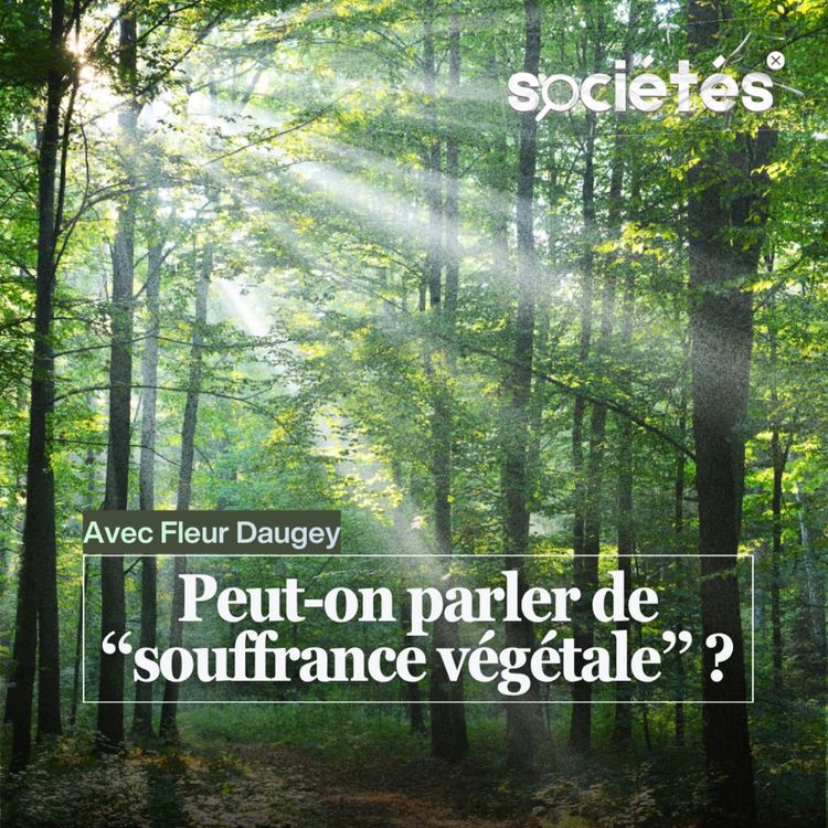cover art for Peut-on parler de “souffrance végétale” ? (Avec Fleur Daugey) [Book Club]