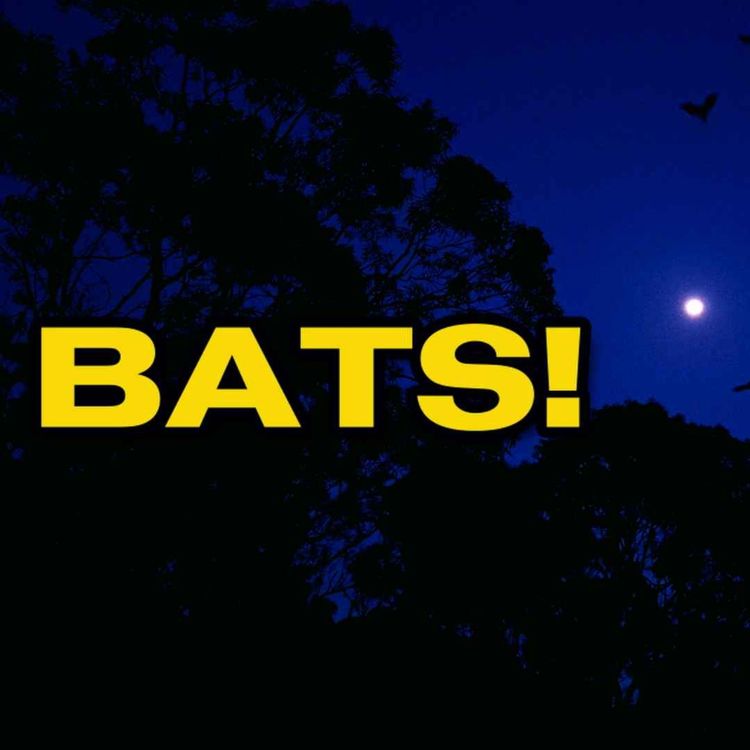 cover art for BATS AT SUNSET FULL MOON SYDNEY FLYING FOXES