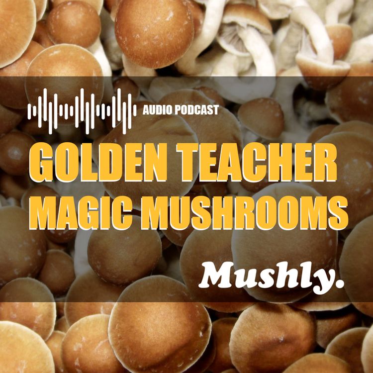 cover art for Golden Teacher Magic Mushrooms