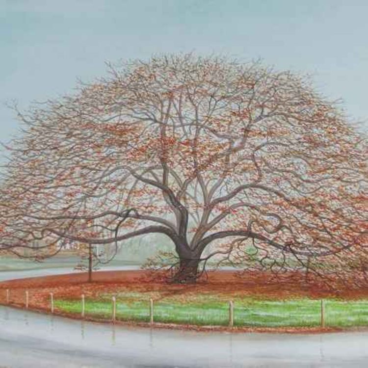 cover art for A Sense of Place trail: Sandon Oak Tree