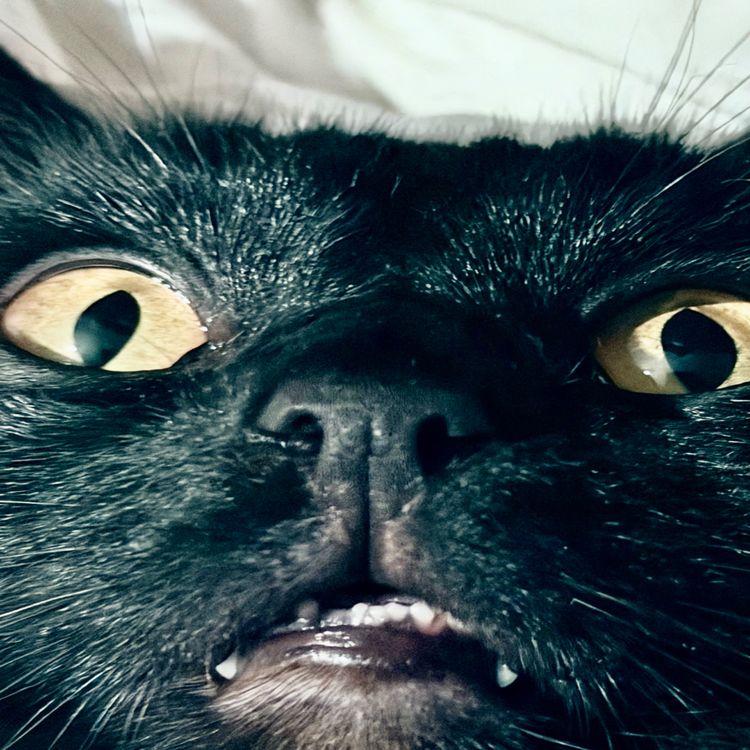 cover art for NO kings ONLY dead ones 