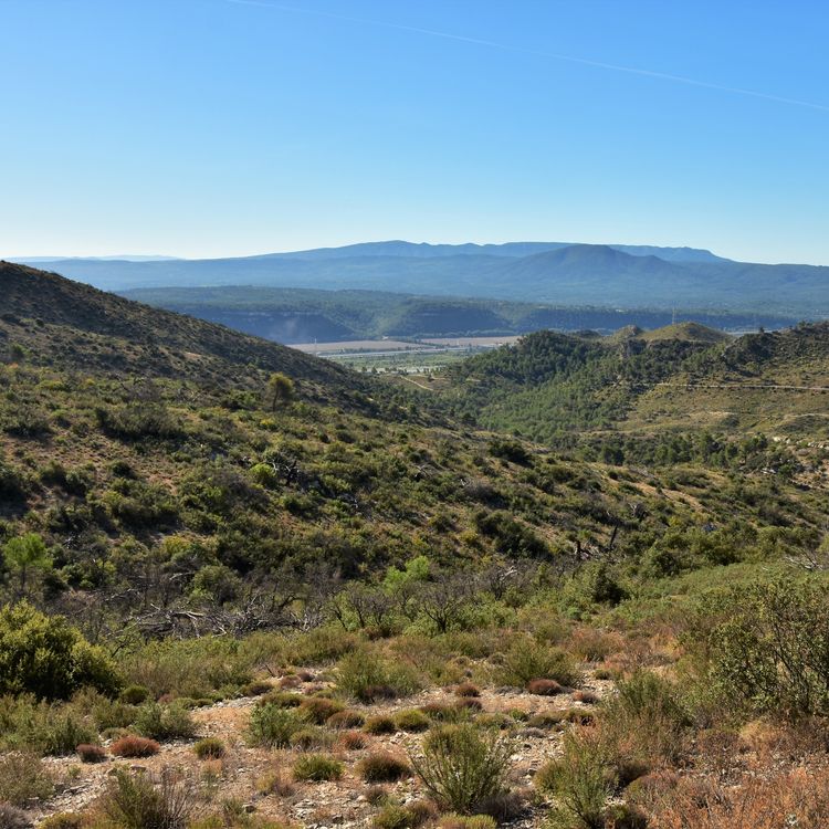 cover art for Paysages au rythme des forêts et des feux