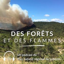 cover art for Des forêts et des flammes