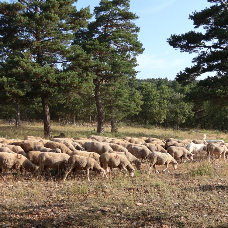 cover art for Risque incendie : prévenir plutôt que subir