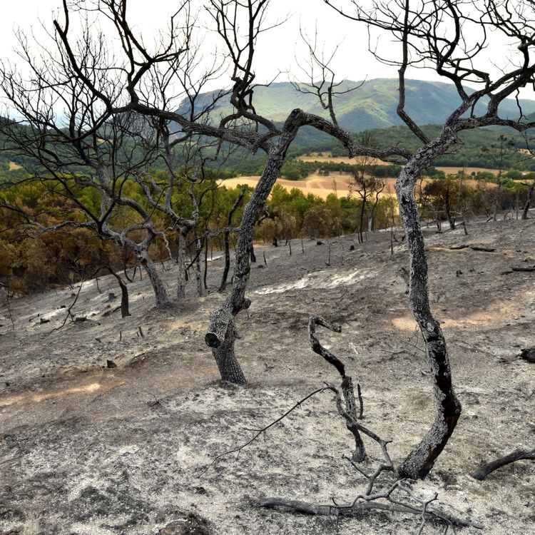 cover art for Terres brûlées et renouveau forestier