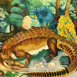 cover art for Animal lyrique