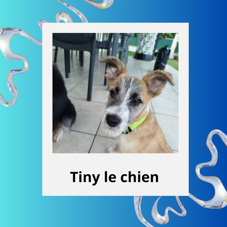 cover art for Tiny le chien Courageux