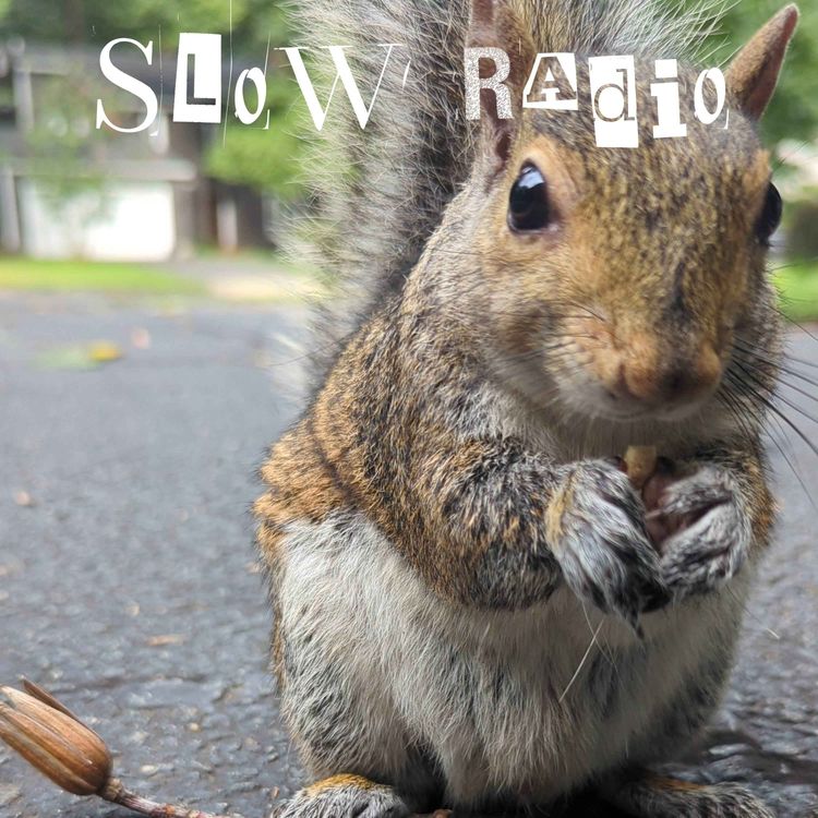cover art for Squirrelnado