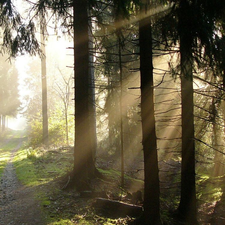 cover art for Episode 2. The Tale of Arminius Part 1