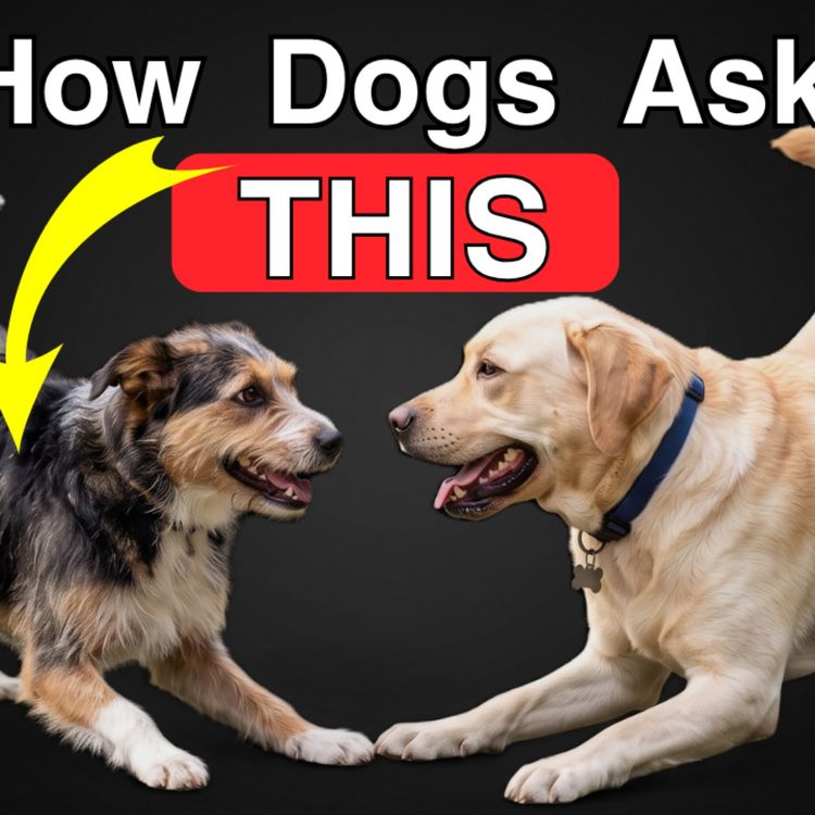cover art for Play Bows: What They ACTUALLY MEAN in Dog Communication