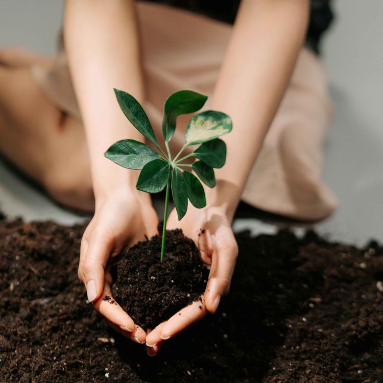 cover art for MUSTARD SEED!!!