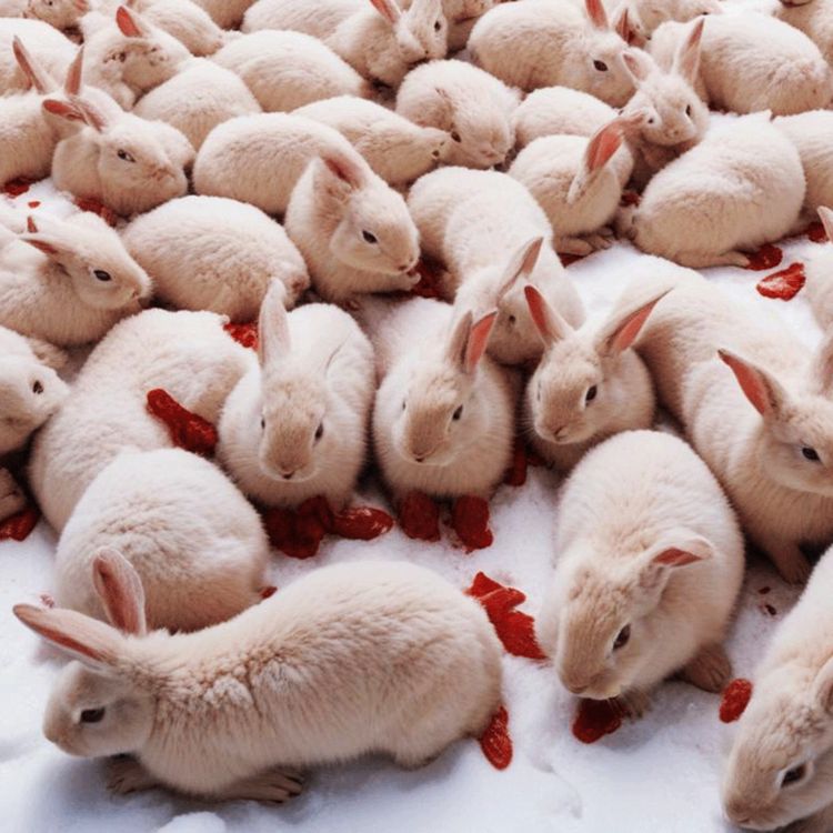 cover art for 5 WAHRE Horrorgeschichten die SCHLIMM sind!