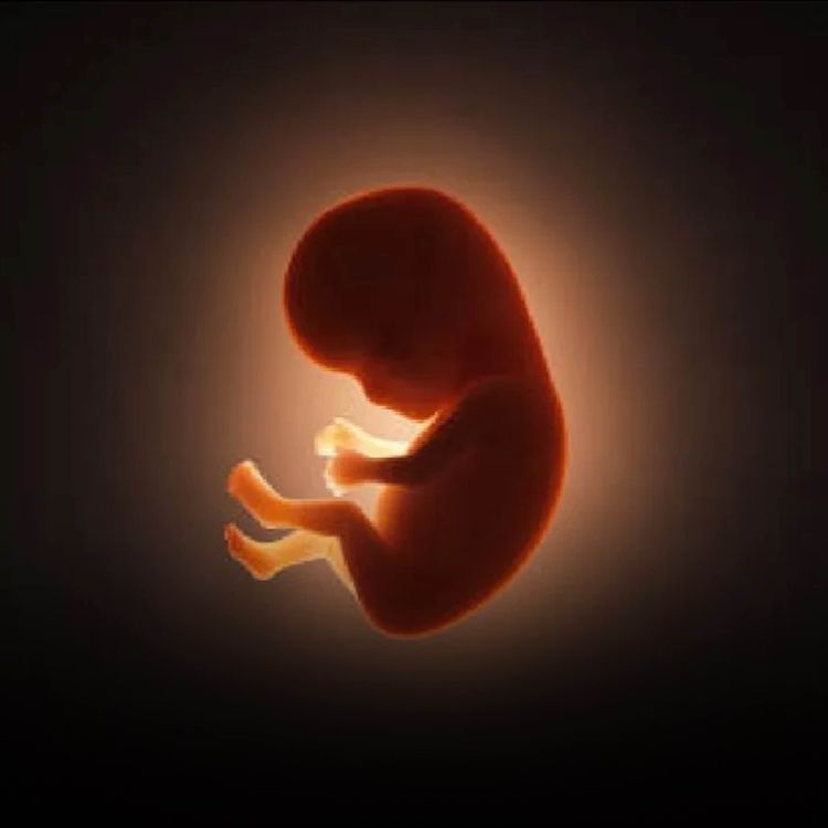 cover art for In the Womb of your Mother | Mufti Menk Podcast