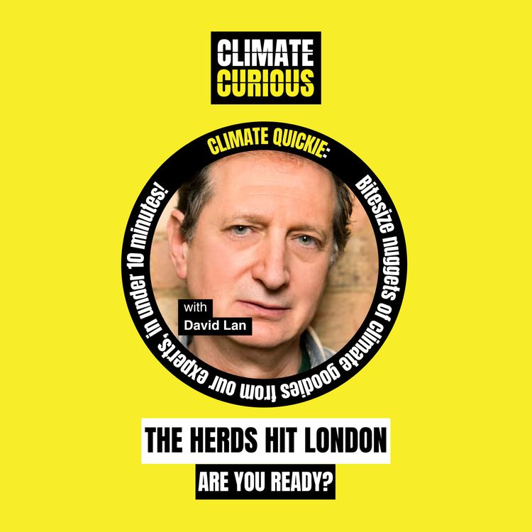 cover art for The Herds hit London: are you ready?