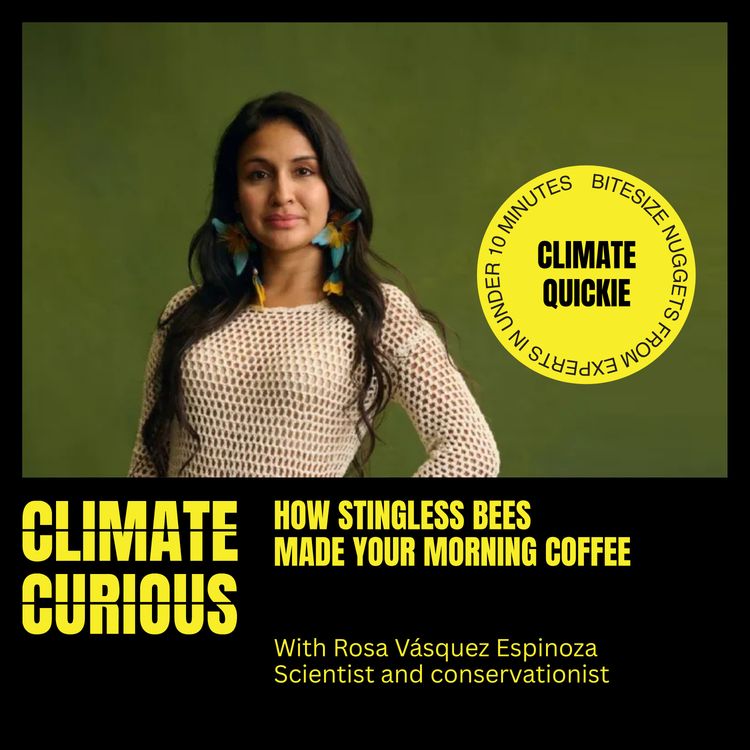 cover art for How stingless bees made your morning coffee, with Rosa Vásquez Espinoza