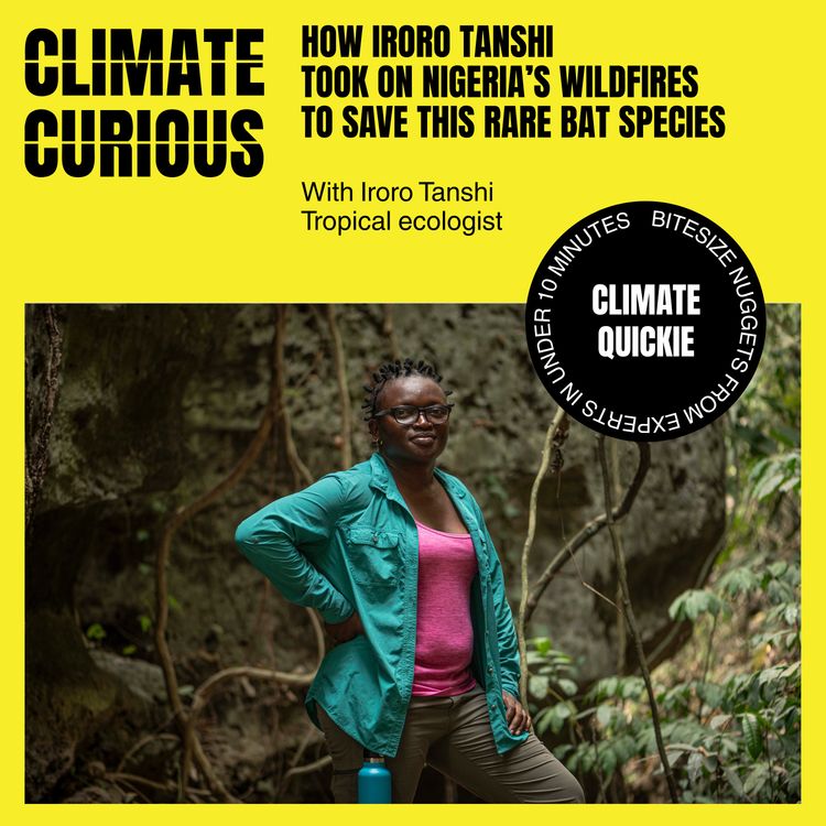 cover art for How Iroro Tanshi took on Nigeria’s wildfires to save this rare bat species