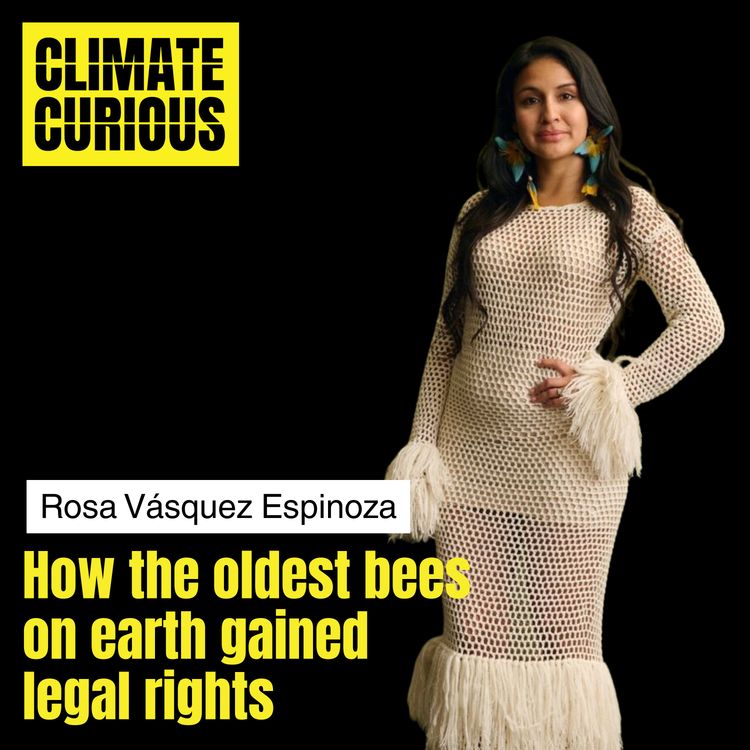cover art for How the oldest bees on earth gained legal rights, with Rosa Vásquez Espinoza