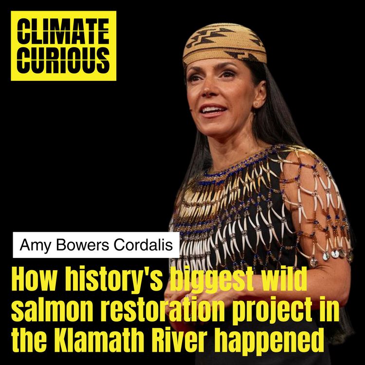 cover art for How history's biggest wild salmon restoration project in the Klamath River happened, with Amy Bowers Cordalis