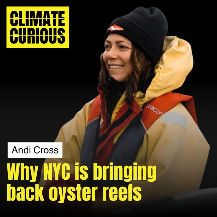 cover art for Why NYC is bringing back oyster reefs, with expedition diver Andi Cross