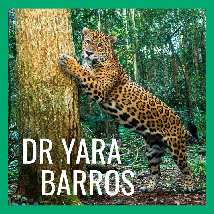cover art for The Jaguars of Iguaçu Just Wanna Be Jaguars