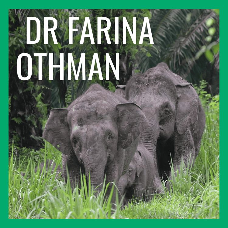 cover art for Walking with World's Smallest Elephants in Malaysian Borneo