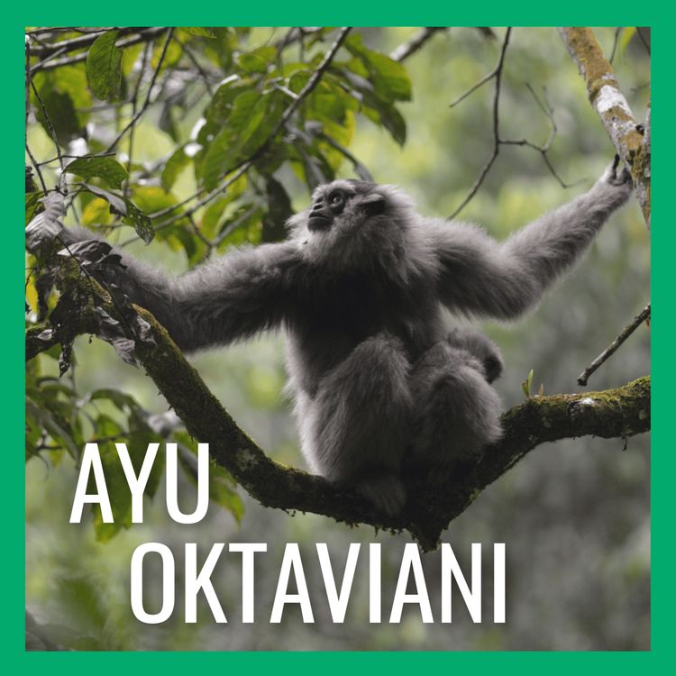 cover art for Java's Singing, Swinging Gibbons