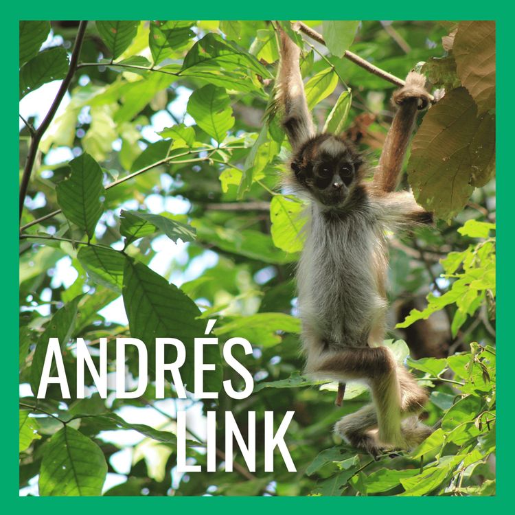 cover art for Connecting Corridors for Colombia's Brown Spider Monkeys