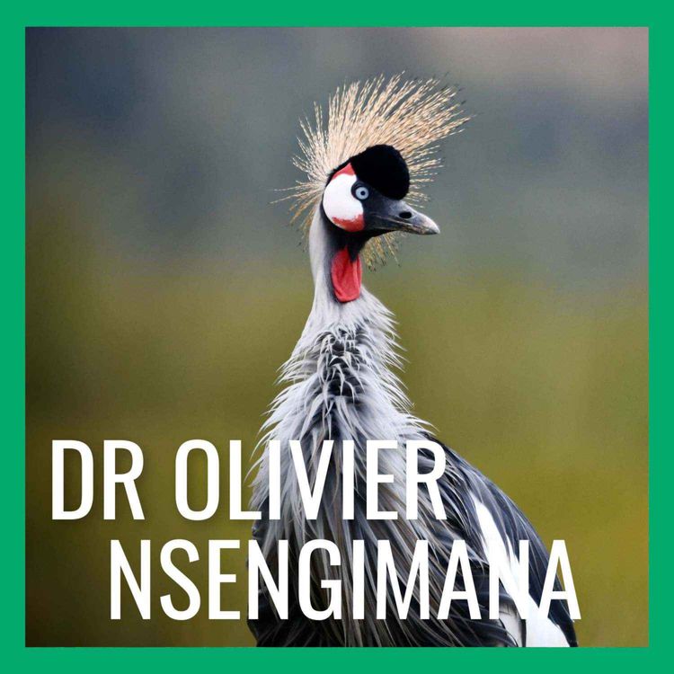 cover art for Grey Crowned Cranes Make a Comeback in Rwanda