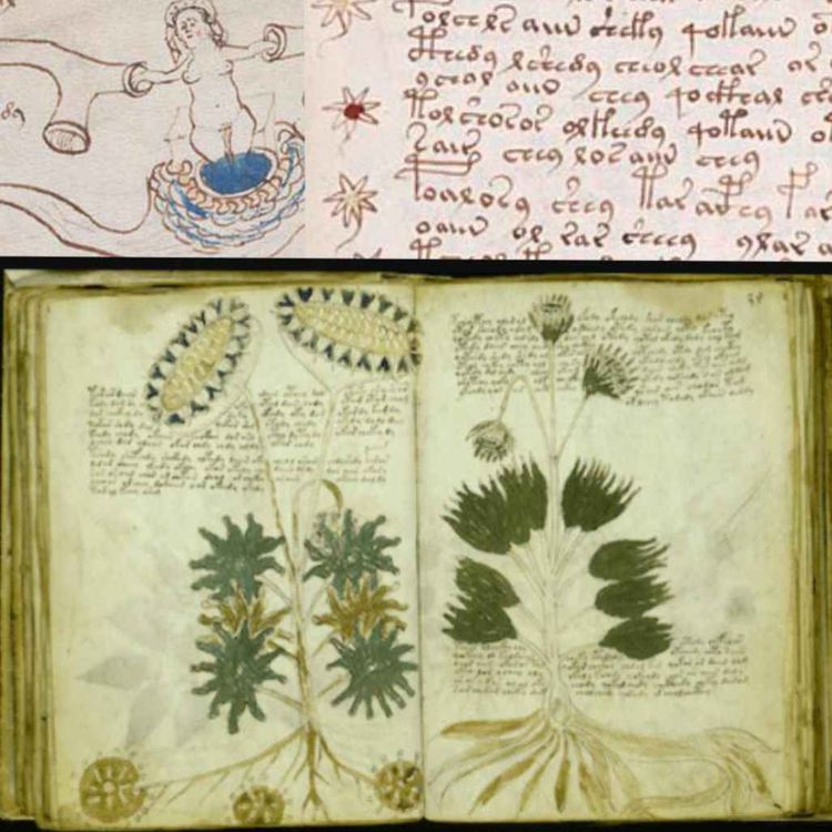 cover art for Chronique d'une image : Le Manuscrit de Voynich