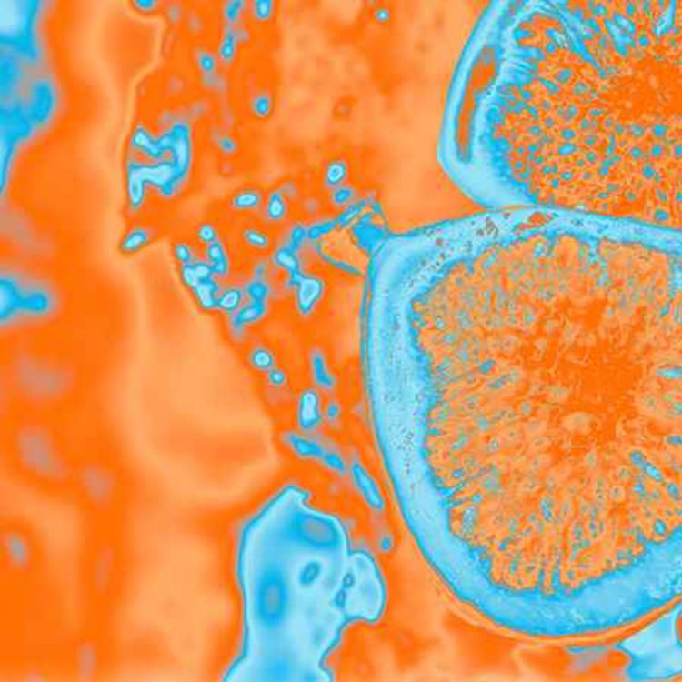 cover art for Inventer une alternative : Pour une pensée sociale de l’alimentation - 18/09/2025 - 10h