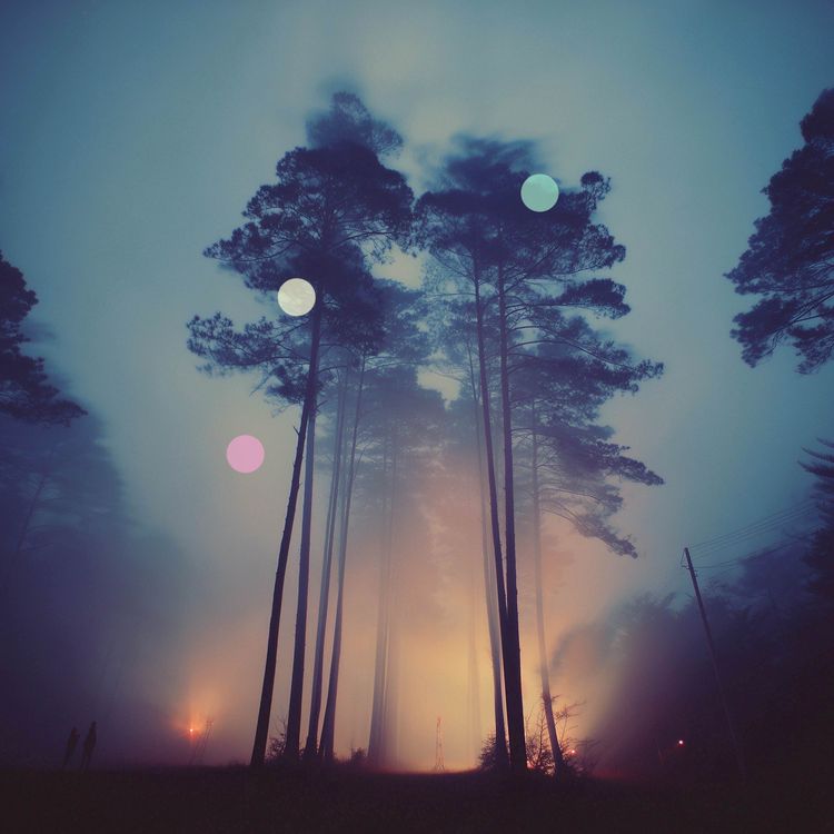 cover art for Forêt Battue par le Vent | Bruit Blanc Naturel